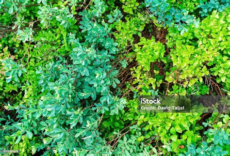 shades  green  nature stock photo  image