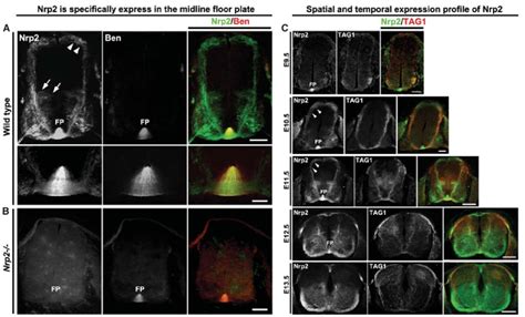 Nrp Is Highly Expressed In The Floor Plate Of The Mouse Spinal Cord