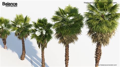 Washingtonia Filifera California Fan Palm 3D Model Free 3D Model