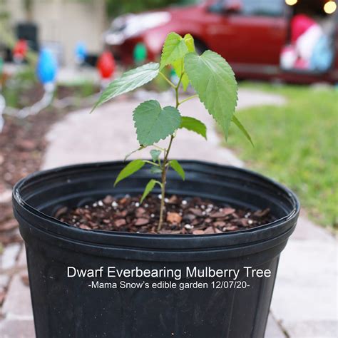 Dwarf Everbearing Mulberry Tree – Morus nigra – Mama Snow Cooks and More