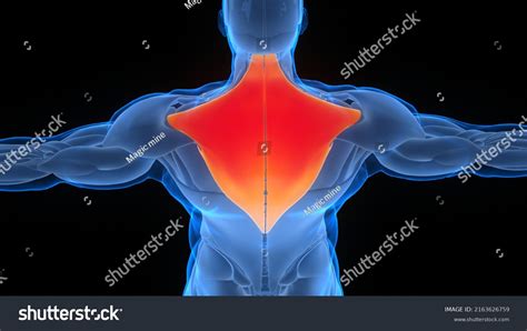 Human Muscular System Torso Muscles Trapezius Stock Illustration