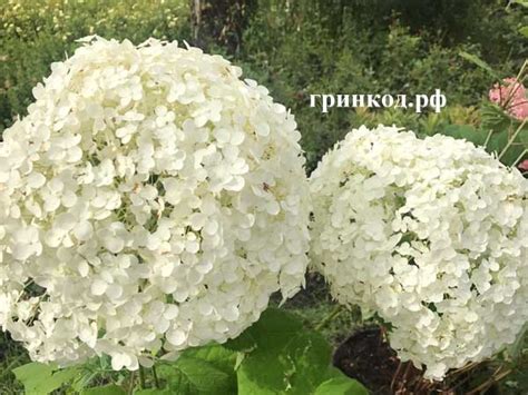 Гортензия древовидная Анабель купить. Купить древовидную белую ...