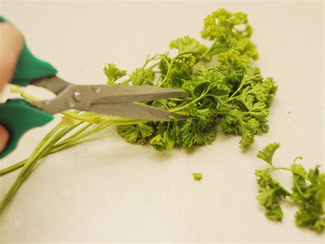 How To Prepare Parsley 5 Steps With Pictures Wikihow