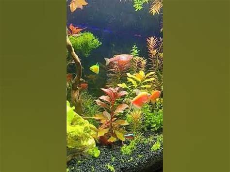 Akwarium 60x30x30 - YouTube