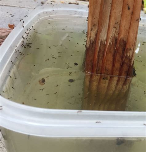 Ant Infestation of Bee-Hive and my Measures | Home