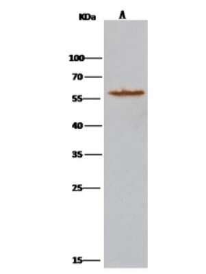 Atlastin 3 Antibody NBP2 97067 Bio Techne