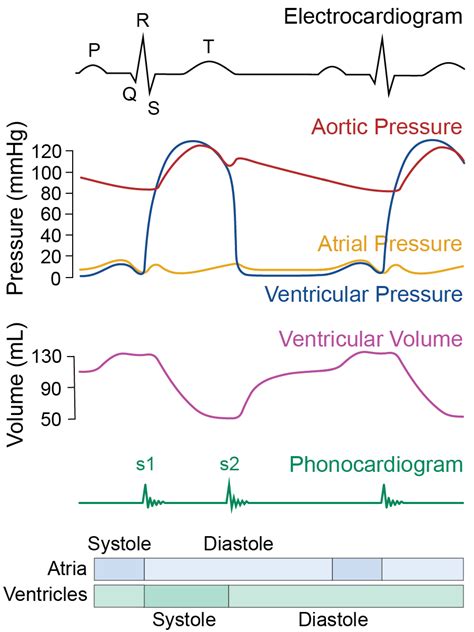 Cardiac Cycle Animation