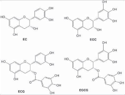 Chemical Structures Of Major Green Tea Polyphenols The Polyphenols