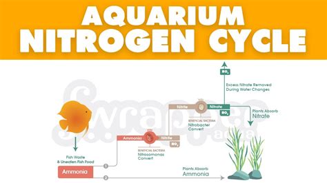 Aquarium Nitrogen Cycle Explained New Fish Tank Cycle Process YouTube