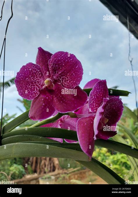 Selective focus of beautiful Vanda Pure Wax Pink orchid in garden on
