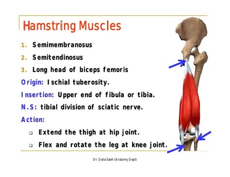 The Back Of The Thigh And Popliteal Fossa