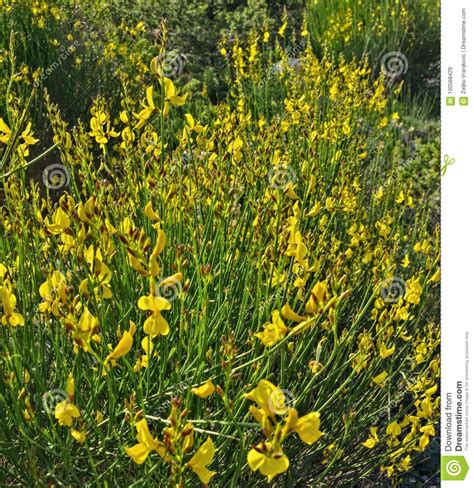 Plantas Selvagens Do Prado Que Florescem Flores Amarelas Imagem De