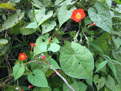 Good Morning Red Morning Glory Ipomoea Coccinea Hanover Flickr