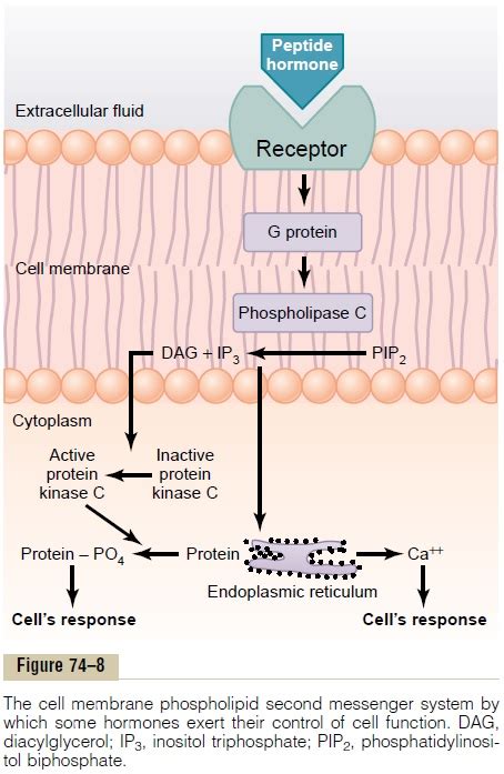 Second Messenger Mechanisms For Mediating Intracellular Hormonal Functions