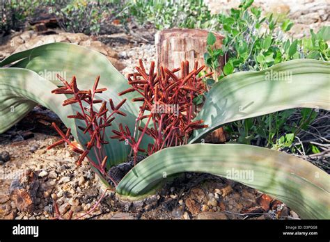 Welwitschia Mirabilis Male Plant And Cones In The Petrified Forest Of