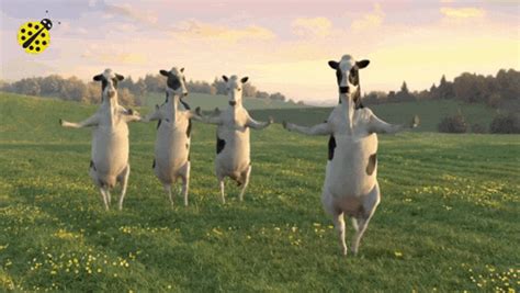 Cow Cows Cow Cows Cow Dancing Discover Share GIFs