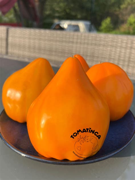 Лискин нос – Tomatinсa.ru