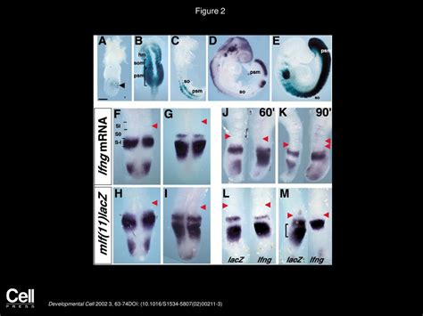 Periodic Lunatic Fringe Expression Is Controlled During Segmentation By