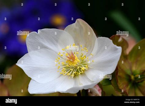 Close Up Of A White Hellebore Flower In Bloom Stock Photo Alamy