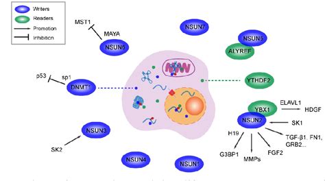 Figure From The Role Of Rna M C Modification In Cancer Metastasis