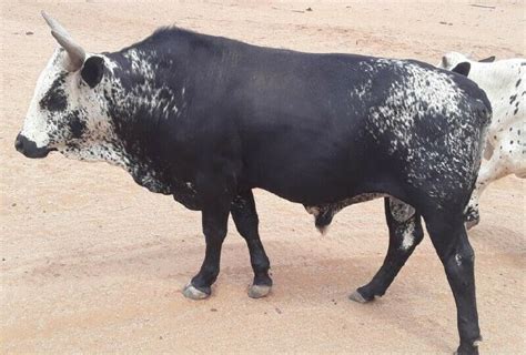 Nguni Bull For Sale R15000 In Keimoes Clasf Animals