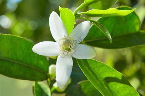 Orange Blossom Images, HD Pictures For Free Vectors Download - Lovepik.com
