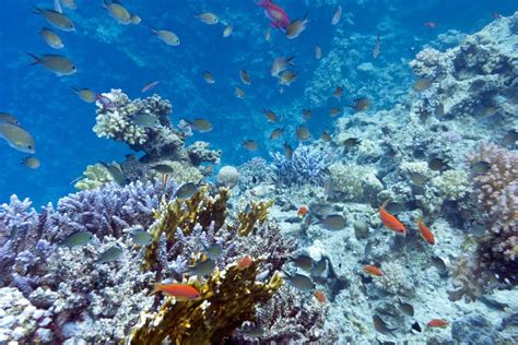 Arrecife De Coral Con El Acropora Violeta Coralino Duro En La Parte