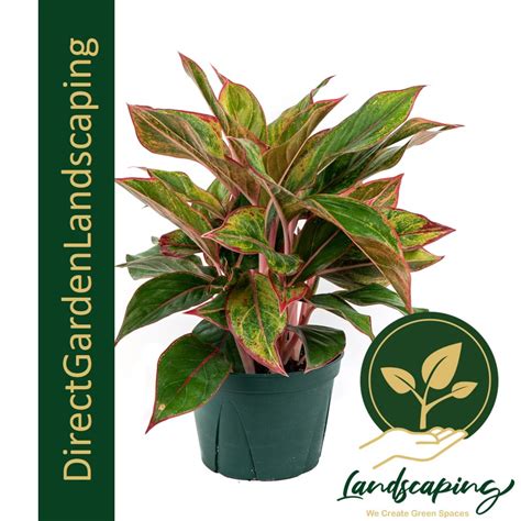 Aglaonema Siam Red Aurora Singapores 1 Gardening And Landscaping Company