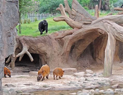 MIG | Portico - Houston Zoo Gorillas of the African Forest | Zoo ...