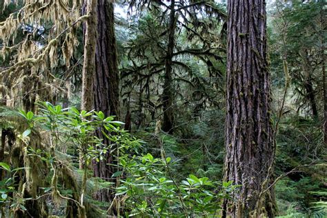 The Importance Of Mature And Old Growth Forests Wildearth Guardians