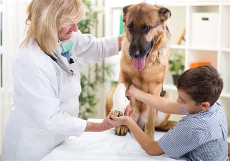 German Shepherd Dog getting bandage after injury on his leg by a Stock ...