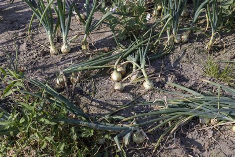 A Field With A Ripe Onion Harvest During The Food Harvest Stock Photo