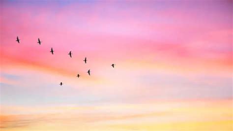 Birds Flying Sunset Pictures Download Free Images On Unsplash