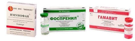 Хламидиоз у кошек: симптомы и лечение, опасность для человека