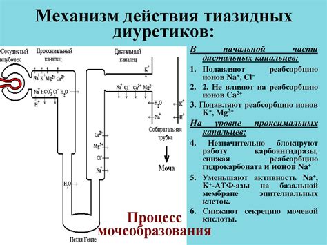 Мочегонные средства - презентация онлайн