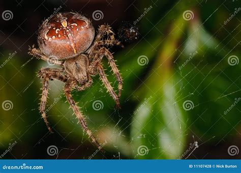 Aranha De Jardim Diadematus Do Araneus Foto De Stock Imagem De