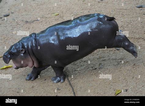 month  baby hippo moo deng jumps   khao kheow open zoo