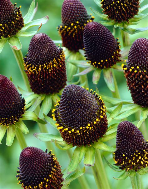 Rudbeckia Green Wizard | J Parker Dutch Bulbs