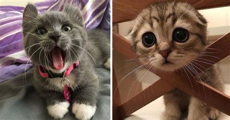 Мимимишные котята