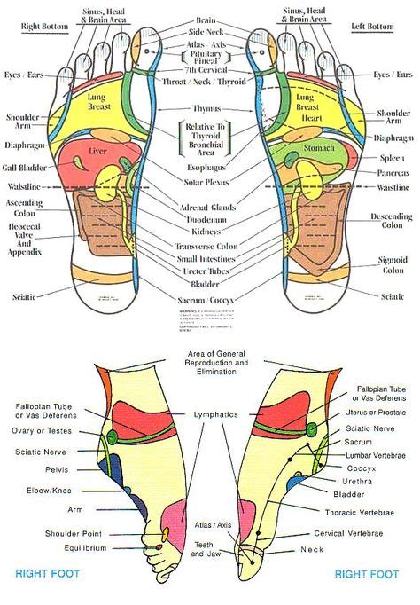 11 Akupresurní Body Ideas Akupresurní Body Reflexologie Akupunktura