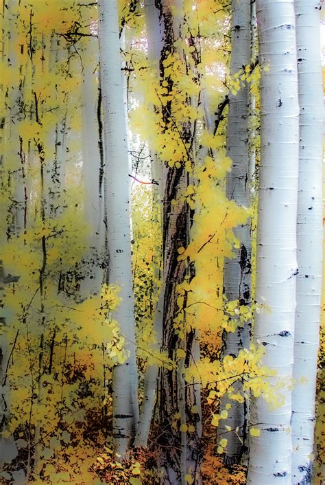 Aspen Tree Wall Art, Aspen Tree Painting, Abstract Landscape, Aspen ...