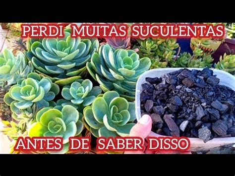 Benef Cios E Perigos De Usar Carv O Nas Suculentas Cactos Plantas