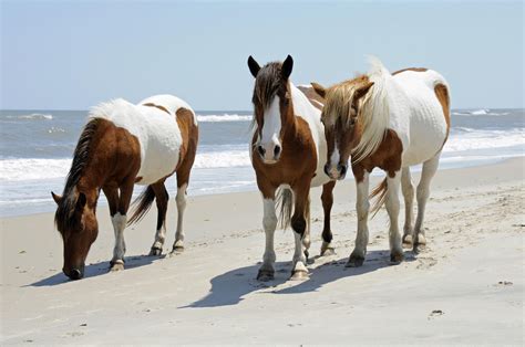 Assateague Island National Seashore | Find Your Park