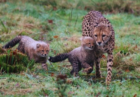 Rare cheetah cubs venture outside | Discover Animals