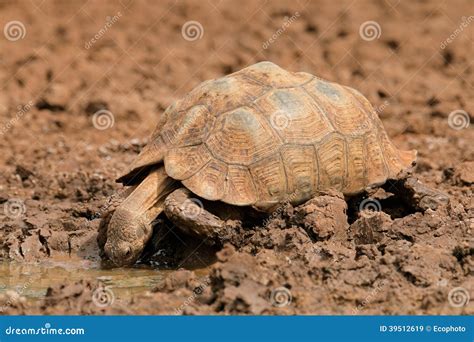 Tortoise Drinking Water Royalty-Free Stock Photography | CartoonDealer ...