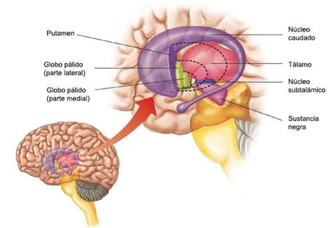 El Núcleo Accumbens y las adicciones