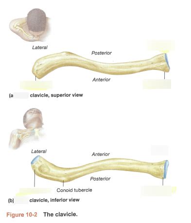 Clavical Diagram | Quizlet