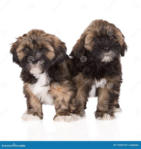 Two lhasa apso puppies stock photo. Image of breed, puppies - 71620770