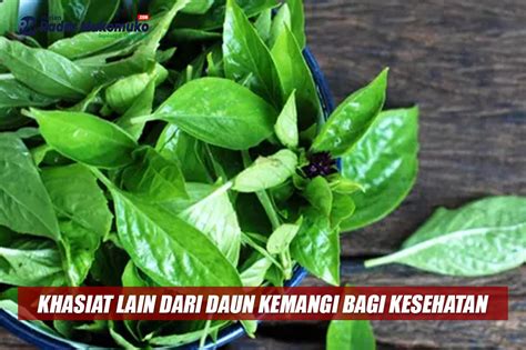 Ngga Cuma Enak Untuk Lalapan Inilah Khasiat Lain Dari Daun Kemangi