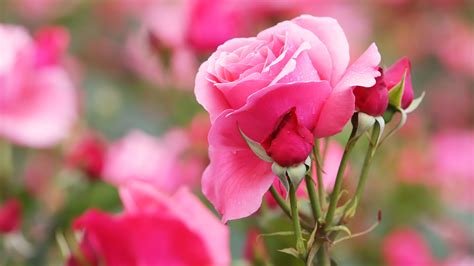 hd  flower wallpapers wallpaper cave